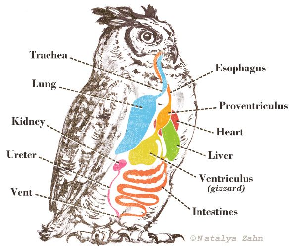Diagram of owl digestive system
