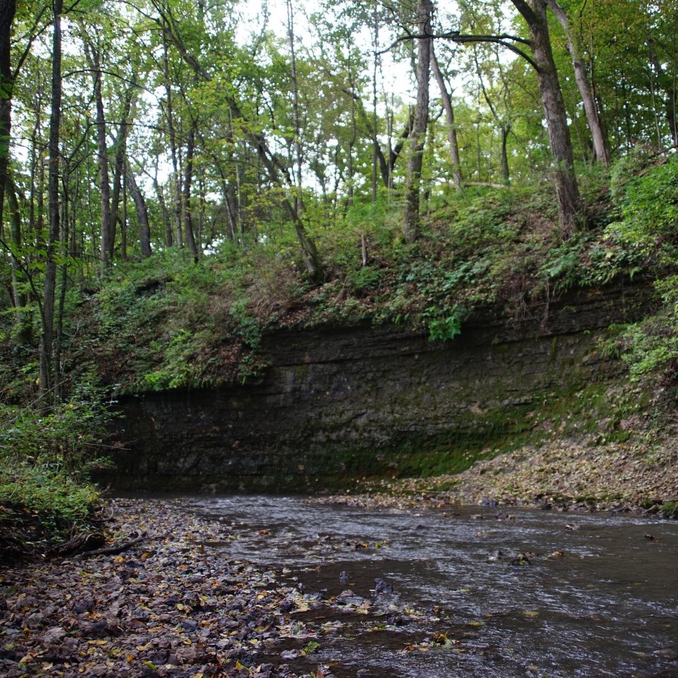 A small stream flowing through a wooded area, with a small limestone bluff along the water.