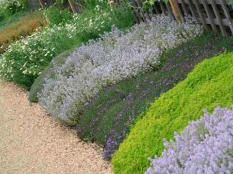 ground covers