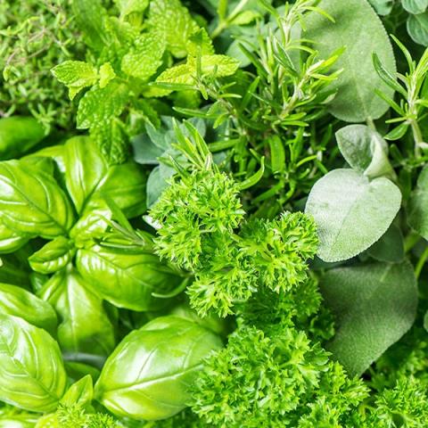 a bushel of multiple green herbs