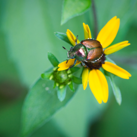 A Japanese beetle sitting on a small, yellow flower.