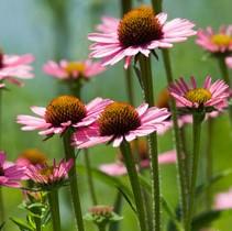 A close up of pink flowers that are native to northern illinois.