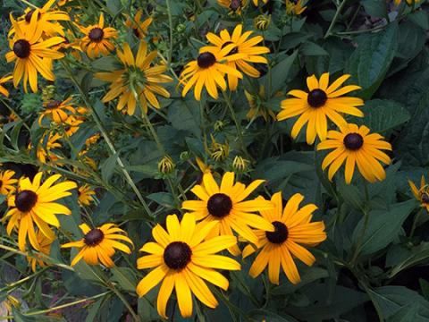 Black eyed Susan plants