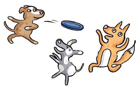 frisbee dogs