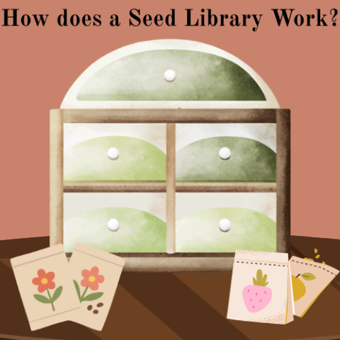 how does a seed library work?