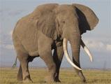 Elephant Image