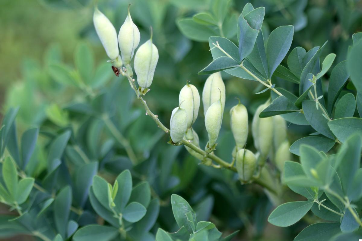 baptisia