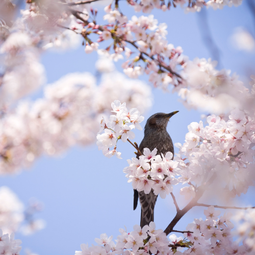 bird on a tree branch surrounded by pink spring flowers