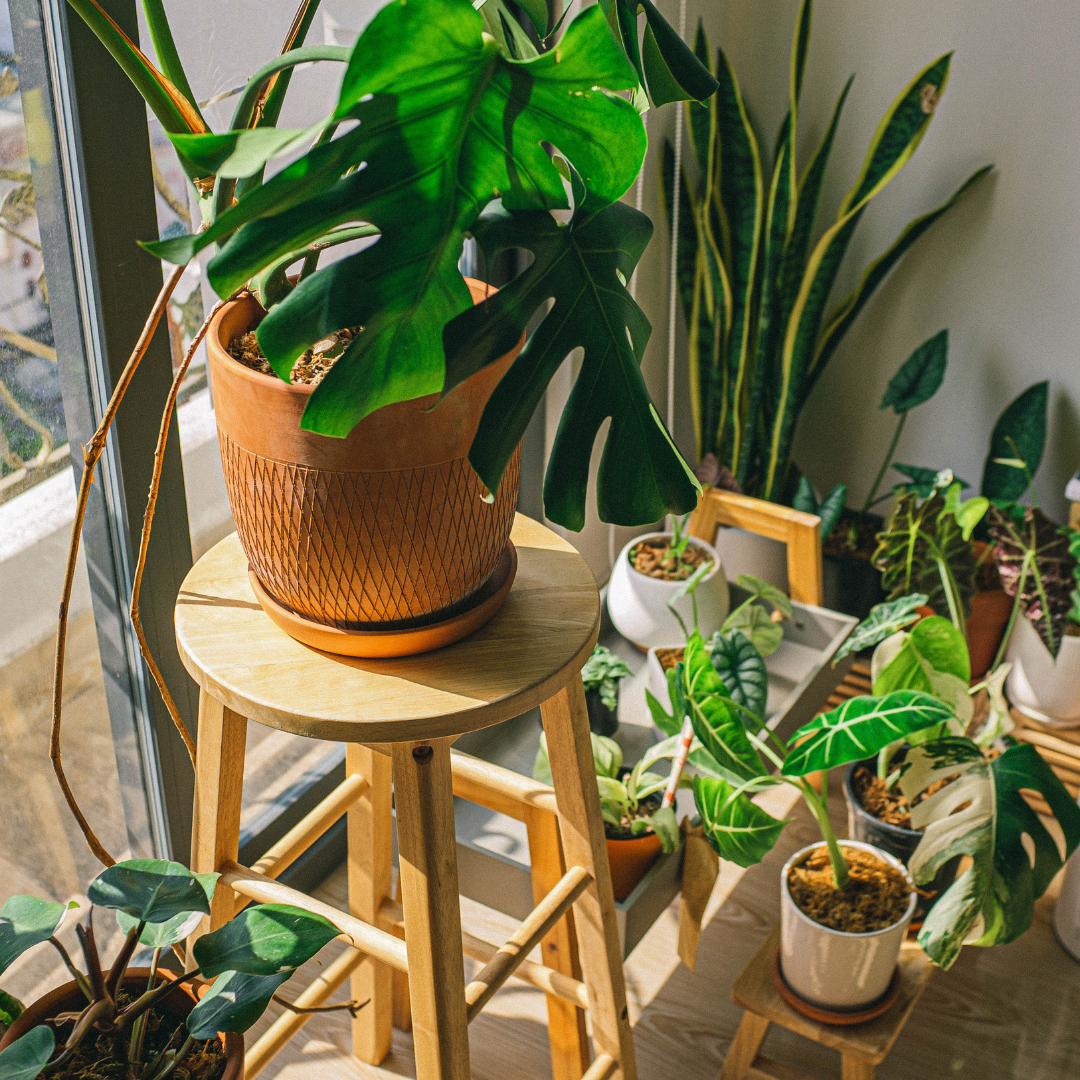 Multiple houseplants in pots near a large window.